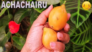 👉 ACHACHAIRU FRUTA EXÓTICA  PRIMEIRA COLHEITA NO MEU QUINTAL 😋🌳🍒 ACHACHAIRU FRUIT FARM [upl. by Bremser]