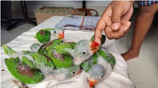 Alaxandrine parrot breeding season parrot What month are the chicks born চন্দনা টিয়াপাখির বাচ্চা [upl. by Ilyk940]