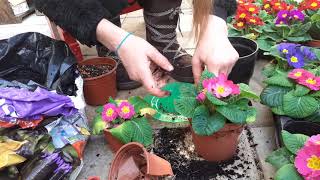 Repotting and care for primulas [upl. by Snej77]