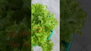 Estrosa and Green Rapid Lettuce the curly type everyone satisfying highlights gardening [upl. by Dennis]