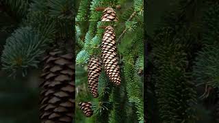 pine cones help to predict weather factspinetreespineconeshumidity levels [upl. by Frantz]