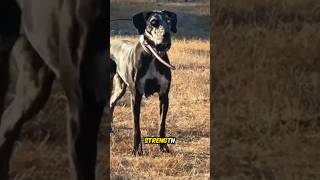 Catahoula Leopard Dog The Vigorous and Versatile  A Unique American Breed dog [upl. by Dowell781]