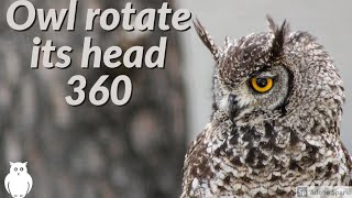 Owl turning its head 360 degree [upl. by Carolus]