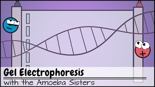 Gel Electrophoresis [upl. by Knarf]