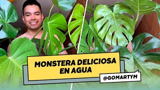 Cómo propagar tu Monstera deliciosa en agua Guía completa para el éxito [upl. by Welcome]