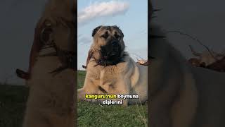 Kangal vs Kanguru Sizce Kim Kazanır 😳 shorts [upl. by Guzel]