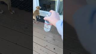 I taught my dog how to water bottle flip [upl. by Maggi]