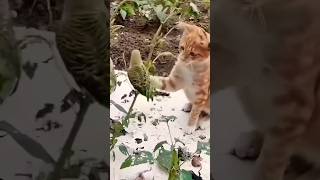 bacao youtube viralvideo cat funny video short song [upl. by Alcina]