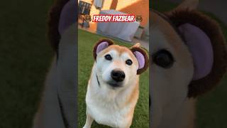 Is that Freddy Fazbear shibainu freddyfazbear fnafmemes [upl. by Anik]