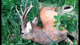 Roebuck hunting in mai 3 Sliver medal roebuck with 580g weight down [upl. by Sehguh]