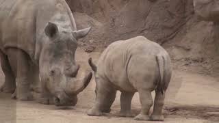 Albuquerque Rio Grande Zoo [upl. by Anuahsar384]