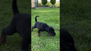 doberman dobermanpinscher puppies puppy dogs dogsofinstagram canecorso doglover dogshorts [upl. by Inava]