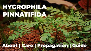 Hygrophila Pinnatifida Guide  Care  Propagation  Plant for Aquarium [upl. by Norvin]