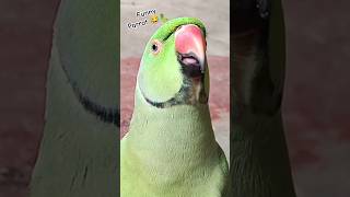 Mummy ek glass pani de do 🥃🦜😂shorts mummy funnypet funny funnyparrot funnyvideo funnypets [upl. by Niletac]