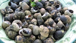 How to Forage and Cook Periwinkles [upl. by Floyd]