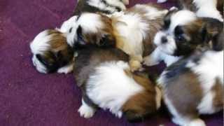 Chiots mâles shihtzu LOF de 1 mois  plus petit gabarit de la portée le mâle n°1 [upl. by Dalt]