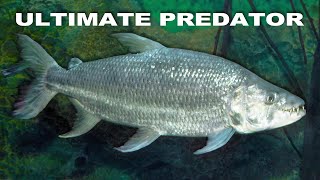 Deadly Goliath Tigerfish Plagues Africass Waters  TIGERFISH  AFRICAS PIRANHA  Wild Waters [upl. by Brenton]