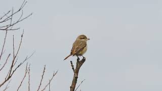 덤불때까치가칭 Isabelline shrike [upl. by Bisset]