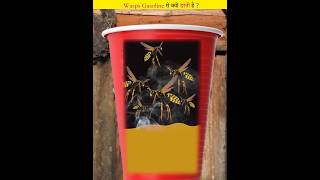 Why do wasps fall into gasoline [upl. by Elyl]