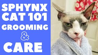 Sphynx Cat 101  Grooming and Care [upl. by Hardunn]