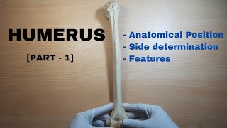 Humerus Bone Anatomy PART 1  Side determination amp Anatomical position  Bones of Upper Limb [upl. by Fennell]