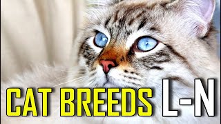 CAT BREEDS  List of cat breeds that start with L  N [upl. by Acissey]