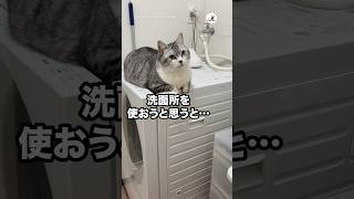 洗面所を使おうとすると先回りされていて……🥺｜PECO 猫 愛猫家 猫のいる暮らし cat catlover catlife [upl. by Mat]