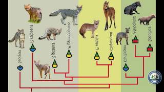 ESPECIACIÓN Y MACROEVOLUCIÓN [upl. by Aelahs]