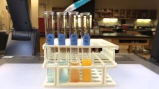 Starch digestion experiment with Benedicts reagent [upl. by Abercromby]