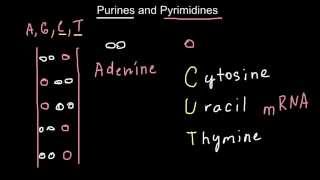 Mnemonic technics to memorize the difference between Purines and Pyrimidines [upl. by Lalib]