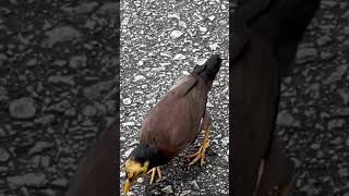 An extremely rare yellow face cute myna [upl. by Jakie21]