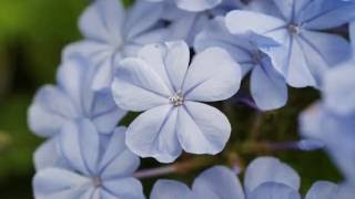 La flor de Cerato o Ceratostigma [upl. by Leakcim30]