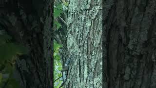 A WhiteBreasted Nuthatch Hops Down a Tree in the Hudson Valley New York [upl. by Esalb]