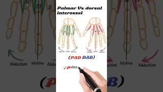 interossei muscles action [upl. by Malim]