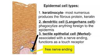 Cells of the Epidermis [upl. by Akirat]