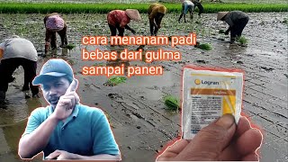 CARA MENANAM PADI AGAR TIDAK DITUMBUHI RUMPUT Bebas matun sawah [upl. by Feodore442]