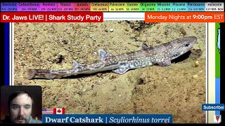 Dr Jaws LIVE 55 Dwarf Catshark Study Party [upl. by Neras]