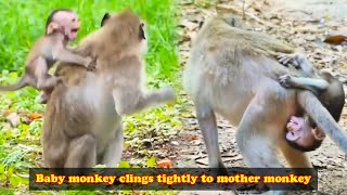 The baby monkey clung tightly to the mother monkey making the mother extremely uncomfortable [upl. by Atiuqihs]