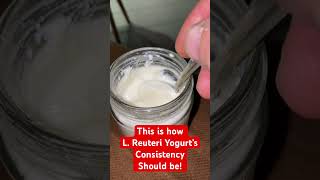 This is how L Reuteri yogurt’s consistency should be not separated whey reuteri [upl. by Razaile]