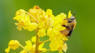 Las abejas que abrazan las flores del nance Byrsonima crassifolia [upl. by Anirbys551]