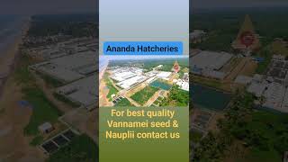 Ananda Hatcheries 🦐 We produce topquality L vannamei shrimp seed [upl. by Iblehs]