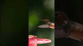 Hummingbirds Flying Backwards [upl. by Ait4]