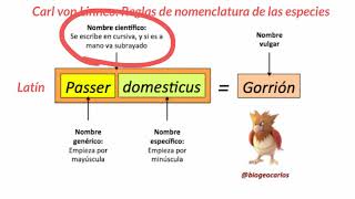 Taxonomía de los seres vivos  1ESO [upl. by Llenrap]