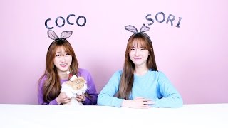 코코소리 채널 자막으로 즐기기CoCoSoRi [upl. by Ayalahs]