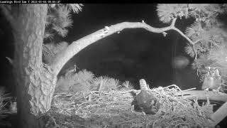 Great Horned Owls Return To Savannah Nest To Court And Mate – Jan 4 2022 [upl. by Airamat505]