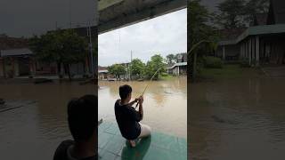 Mancing Saat Banjir Dapat Ikan Lele Ukuran Monster lele banjir lelemonster mancing menemukan [upl. by Annodal540]