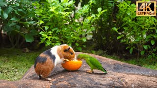 No Ad Interruptions Cat TV for Cats to Watch😺 Cute Little Birds with Squirrelmania🐿️10 Hrs 4K HDR [upl. by Juta]