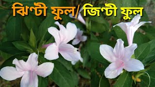 How to grow and care Jhinti Flower plant  Barleria cristata [upl. by Haela]