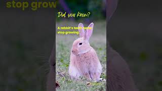 Rabbits teeth never stop growing facts motivation curiosity trending viralreels viral quotes [upl. by Atsira]