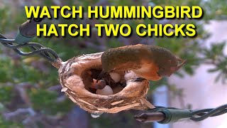 Mother Allens Hummingbird Hatches Two Eggs and Feeds Baby Birds HQ [upl. by Dodi]